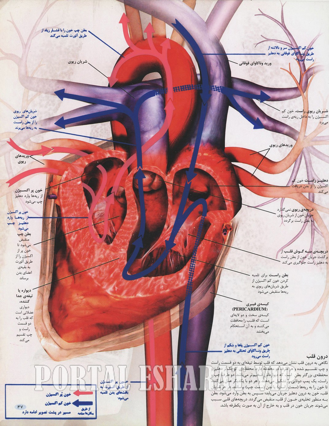 آناتومی قلب انسان