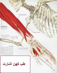 آناتومی دست و بازوی انسان