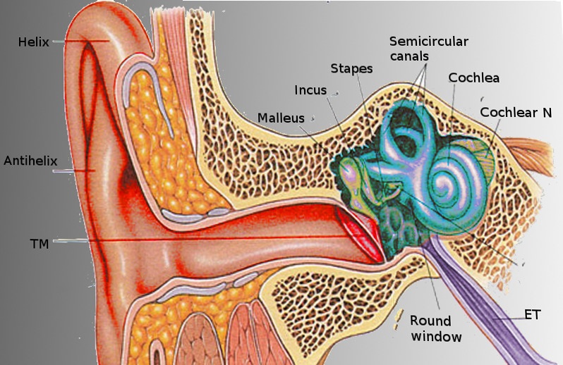 وظائف گوش و اهميت امراض شایع گوش