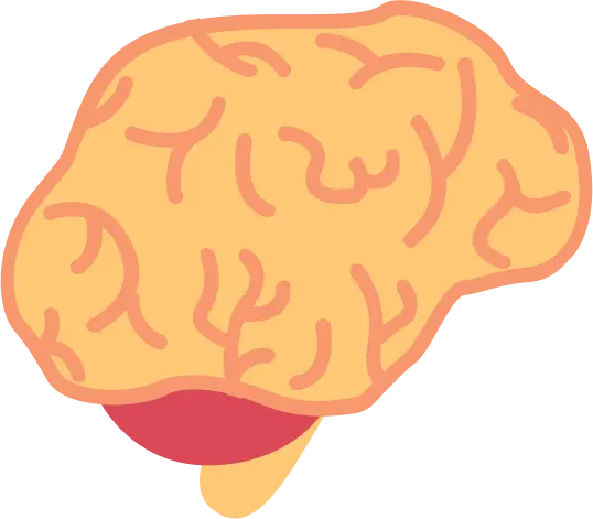 آناتومی مغز و تشریح آن