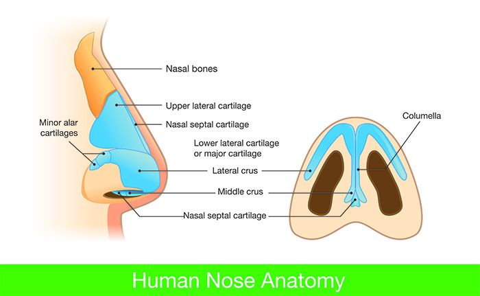آناتومی بینی انسان و 13 مورد از بیماریهای بینی را بشناسید