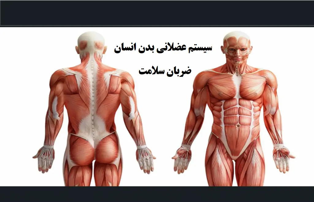 آناتومی عضلات بدن خود رابشناسید( 700 عضله در بدن)