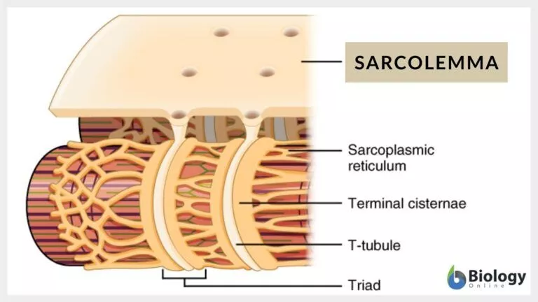 سارکولما غشای سلولی فیبرهای عضلانی است