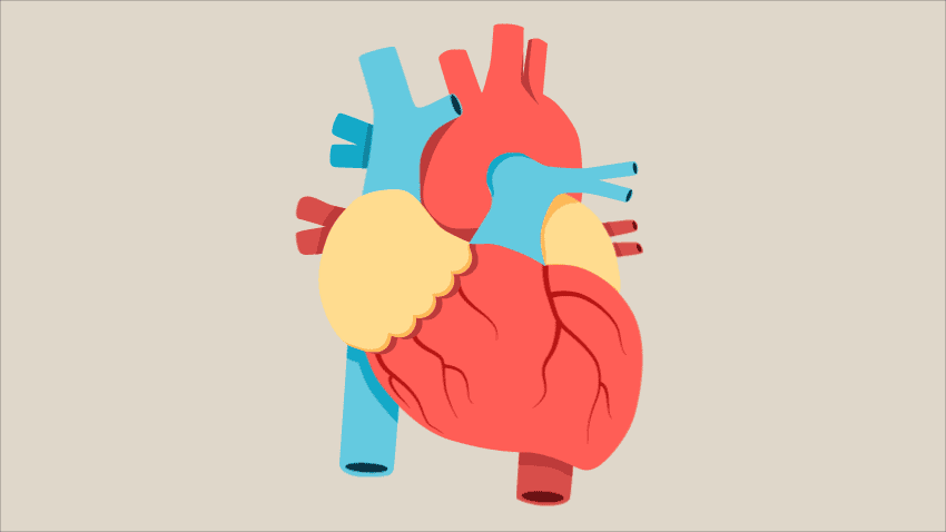 آناتومی قلب انسان (مقاله ای تخصصی)