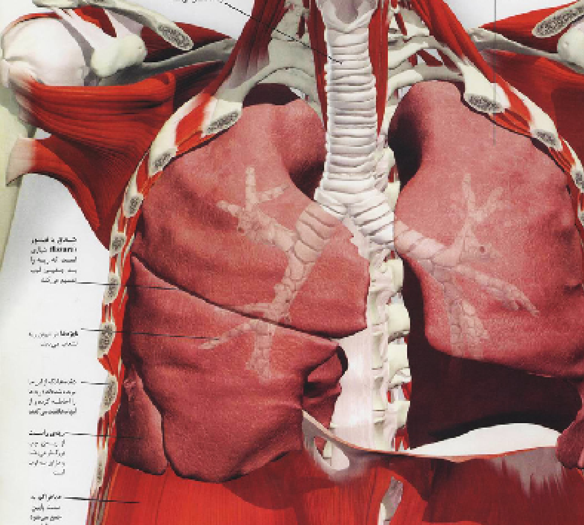 آناتومی ریه و قفسه سینه به روش طب کهن انسان